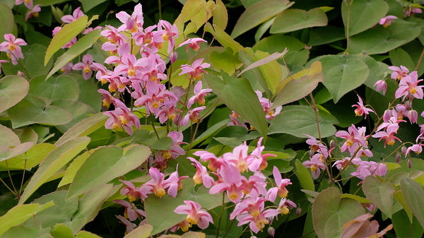 Image of Epimedium x versicolor 'Cherry Tart' taken at Juniper Level Botanic Gdn, NC by JLBG