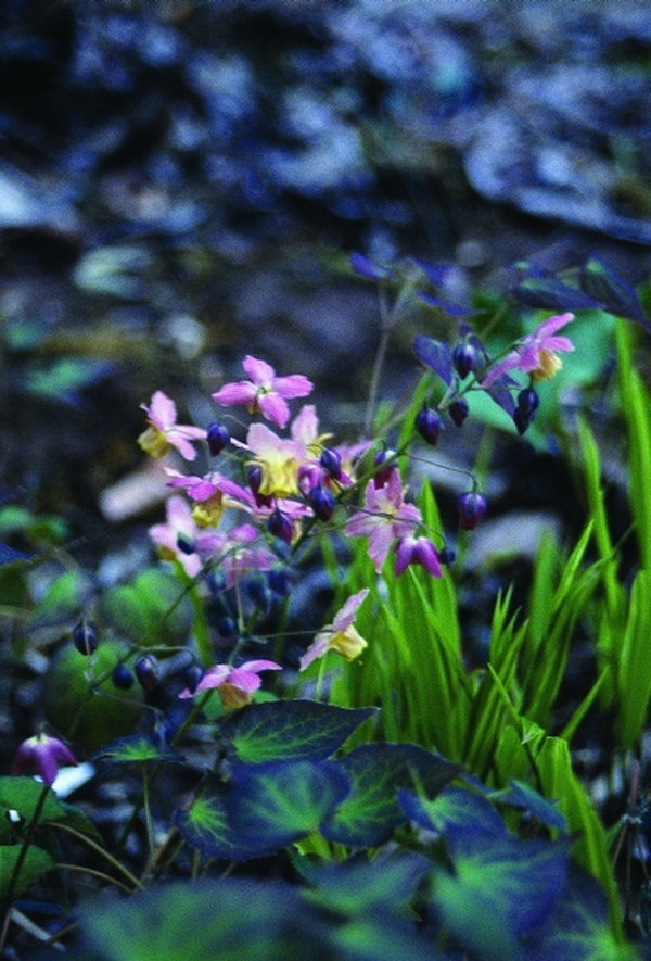Image of Epimedium x versicolor 'Versicolor' taken at B. Yinger Gdn, PA