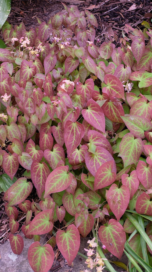 Image of Epimedium x versicolor 'Versicolor' taken at Juniper Level Botanic Gdn, NC by JLBG