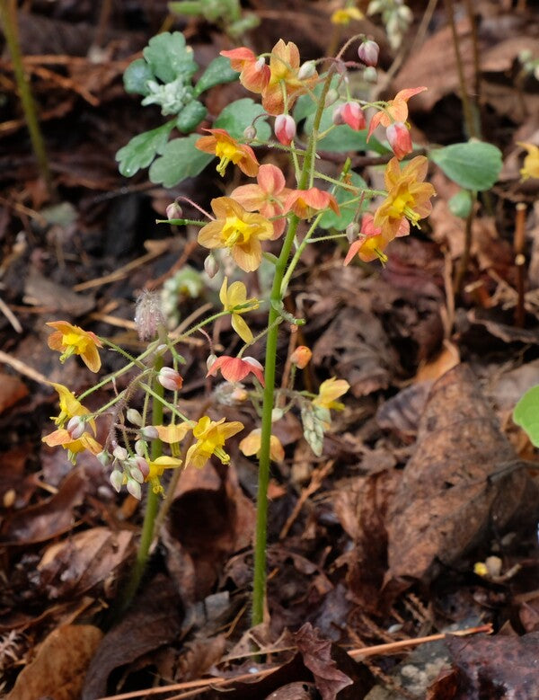 Image of Epimedium x warleyense 'Ellen Willmott' taken at Juniper Level Botanic Gdn, NC by JLBG