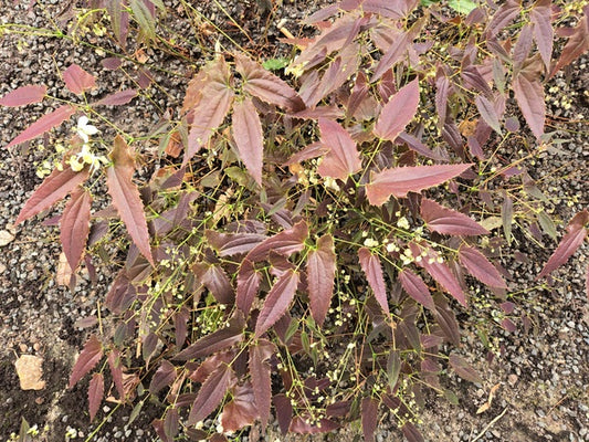 Image of Epimedium wushanense 'Royal Dress' taken at Juniper Level Botanic Gdn, NC by JLBG