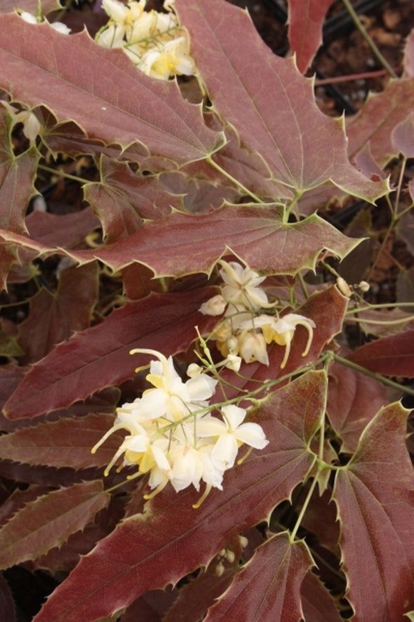 Image of Epimedium wushanense 'Sandy Claws' taken at Juniper Level Botanic Gdn, NC by JLBG