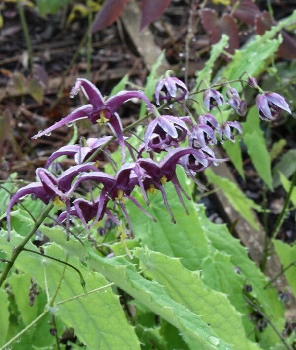 Image of Epimedium zhushanense taken at Juniper Level Botanic Gdn, NC by JLBG