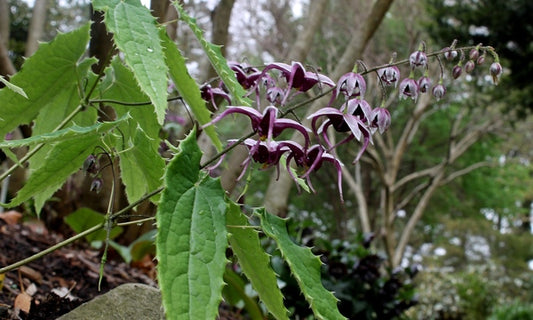 Image of Epimedium zhushanense taken at Juniper Level Botanic Gdn, NC by JLBG