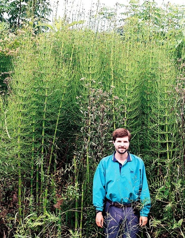 Learn about Equisetum giganteum 'El Tabacal' | Giant Horsetail