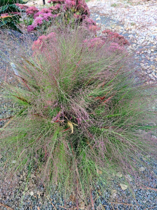 Image of Eragrostis elliottii 'KaBoom' taken at Juniper Level Botanic Gdn, NC by JLBG