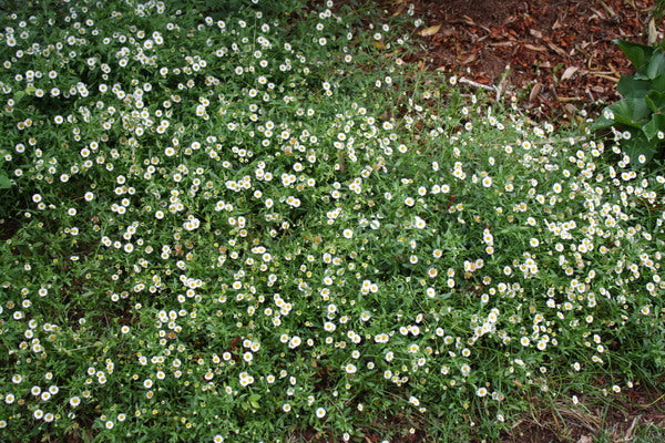 Image of Erigeron karvinskianus 'Profusion' taken at Juniper Level Botanic Gdn, NC by JLBG