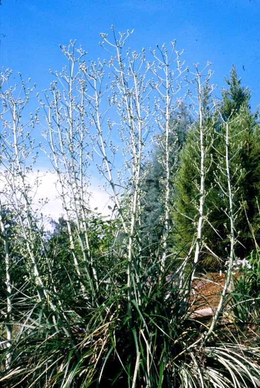 Image of Eryngium horridum taken at Juniper Level Botanic Gdn, NC by JLBG