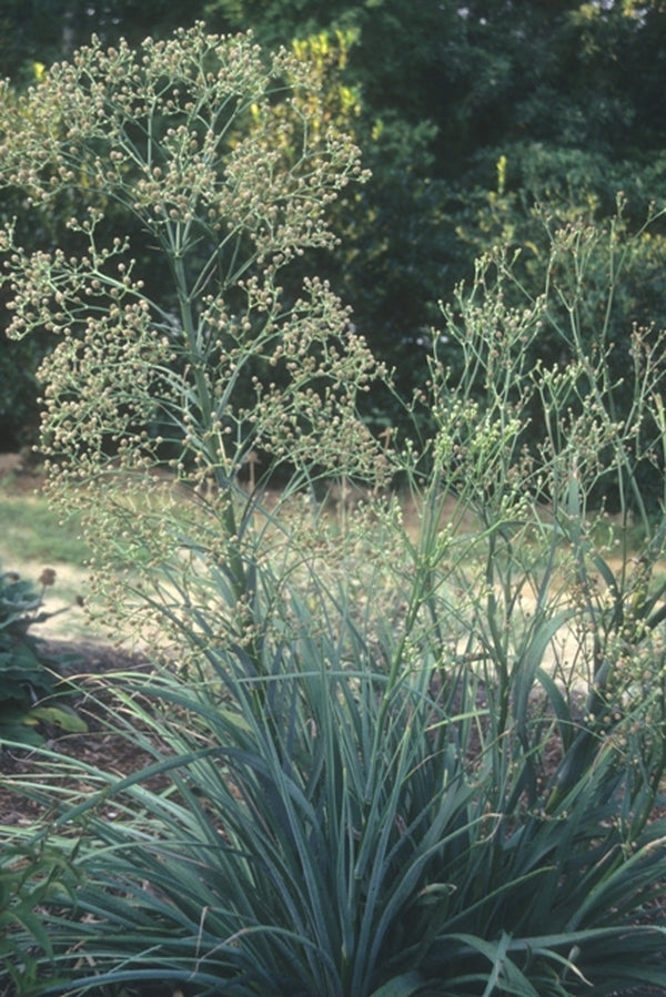 Image of Eryngium pandanifolium taken at Juniper Level Botanic Gdn, NC by JLBG
