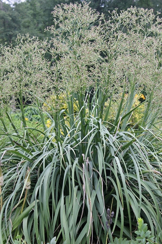 Image of Eryngium pandanifolium