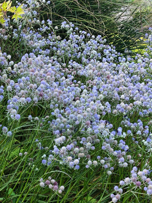 Image of Eryngium ravenelii 'Charleston Blues' taken at Juniper Level Botanic Gdn, NC by JLBG