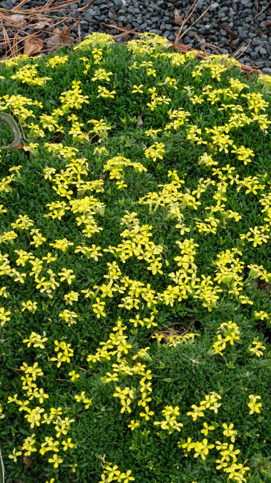 Image of Erysimum pulchellum taken at Juniper Level Botanic Gdn, NC by JLBG