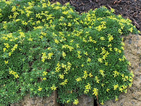 Image of Erysimum pulchellum taken at Juniper Level Botanic Gdn, NC by C. Hardison