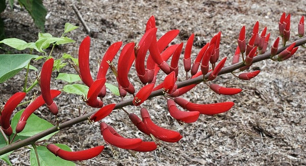 Image of Erythrina x bidwillii taken at Juniper Level Botanic Gdn, NC by JLBG