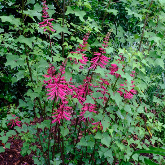 Image of Erythrina herbacea 'Fire Tower' taken at Juniper Level Botanic Gdn, NC by JLBG
