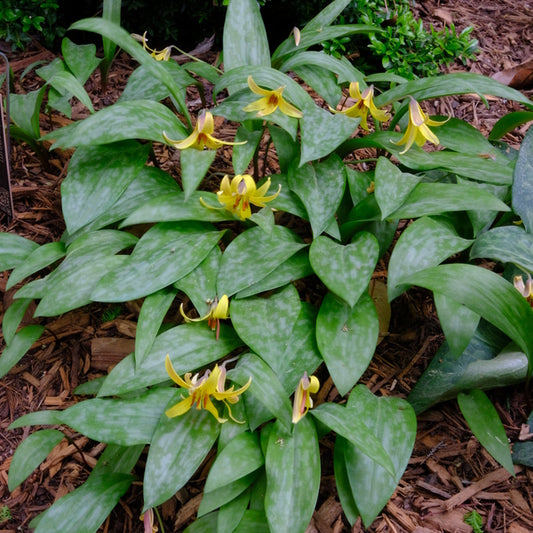 Image of Erythronium rostratum 'Newsome Sinks' taken at Juniper Level Botanic Gdn, NC by JLBG
