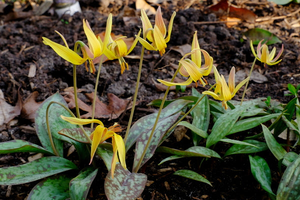 Image of Erythronium umbilicatum taken at Juniper Level Botanic Gdn, NC by JLBG