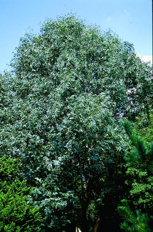 Image of Eucalyptus neglecta taken at Juniper Level Botanic Gdn, NC by JLBG