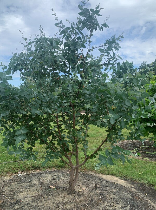 Image of Eucalyptus neglecta taken at Juniper Level Botanic Gdn, NC by C. Hardison