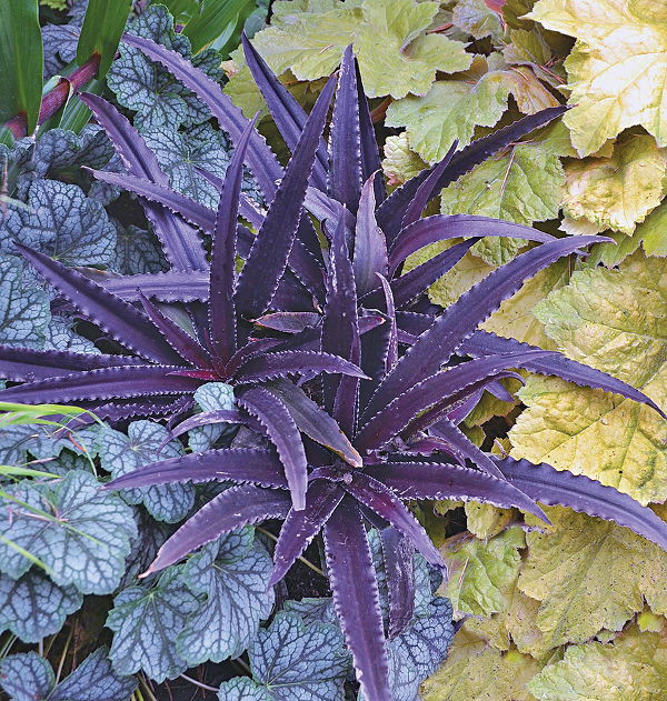 Image of Eucomis 'Dark Star' taken at Terra Nova Nurseries, OR by Terra Nova Nurseries