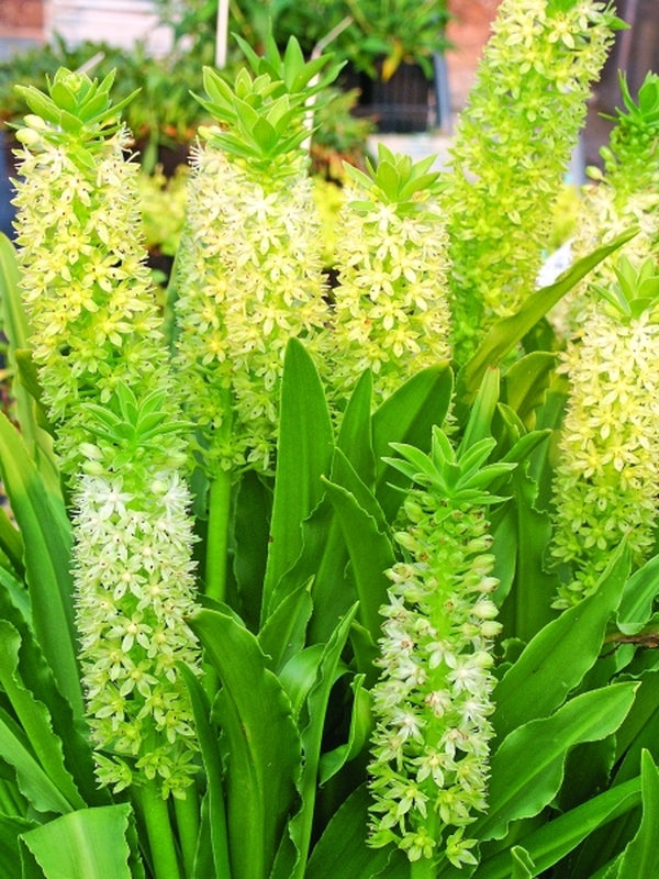 jade lily flower Eucomis Tugela Jade