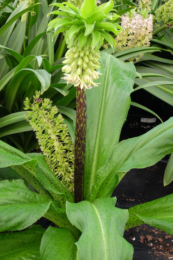 eucomis pineapple plant Learn about Eucomis bicolor | Bicolor Pineapple Lily