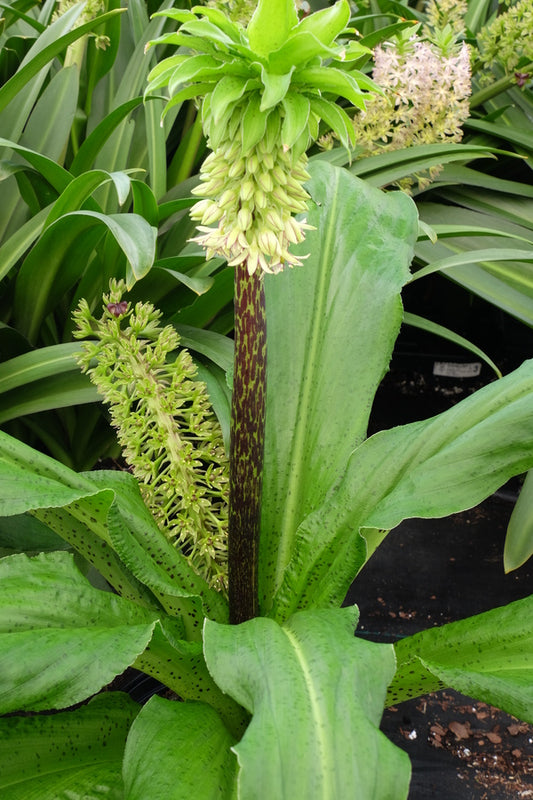 Image of Eucomis bicolor taken at Walters Gardens, MI by JLBG