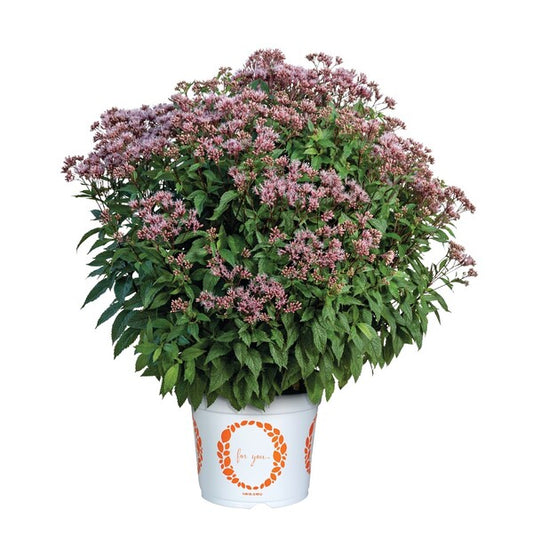 Image of Eupatorium dubium 'Little Pye' by Dümmen Orange