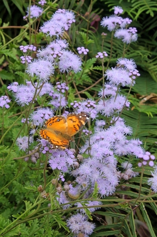 Image of Eupatorium greggii taken at Juniper Level Botanic Gdn, NC by JLBG