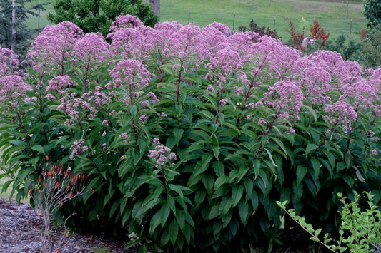 Image of Eupatorium purpureum 'Little Red' taken at Juniper Level Botanic Gdn, NC by JLBG