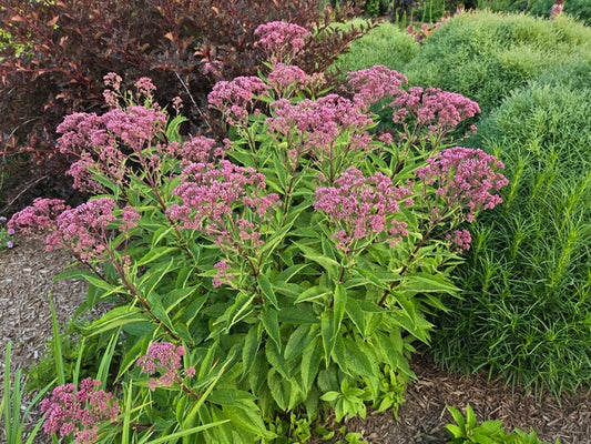 Image of Eupatorium purpureum 'Ruby' PP 31,668 taken at Juniper Level Botanic Gdn, NC by JLBG