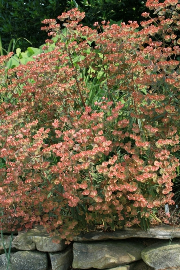 Image of Euphorbia 'Canyon Gold' taken at Juniper Level Botanic Gdn, NC by JLBG
