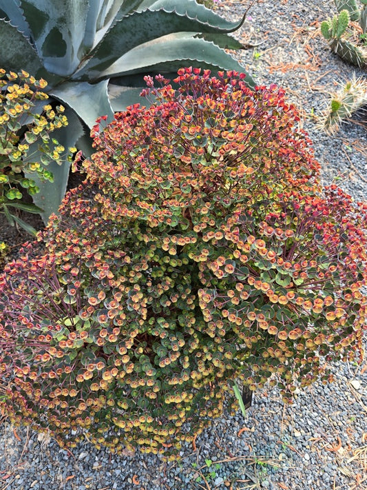 Image of Euphorbia 'Nothowlee' taken at Juniper Level Botanic Gdn, NC by JLBG