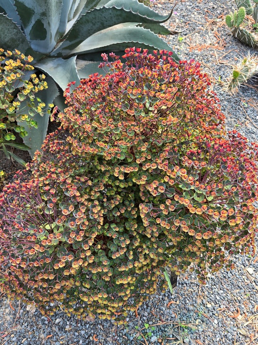 Image of Euphorbia 'Nothowlee' taken at Juniper Level Botanic Gdn, NC by JLBG