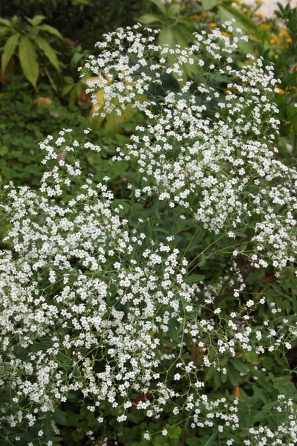 Image of Euphorbia corollata 'Carolina Snow' taken at Juniper Level Botanic Gdn, NC by JLBG