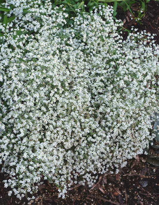 Image of Euphorbia corollata 'Carolina Snow' taken at Juniper Level Botanic Gdn, NC by JLBG
