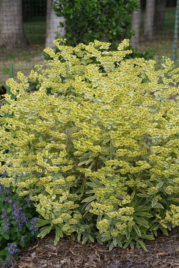 Image of Euphorbia x martinii 'Ascot Rainbow' PP 21,401