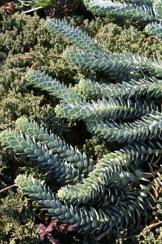 Image of Euphorbia myrsinites taken at US Botanical Garden, DC by JLBG