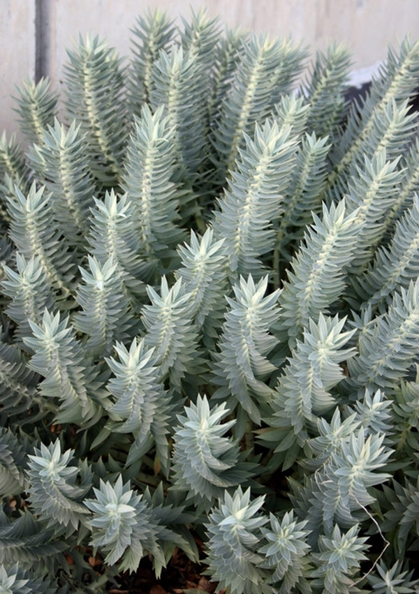 Image of Euphorbia rigida taken at J.C. Raulston Arboretum, NC