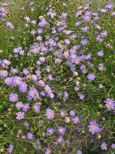Image of Eurybia hemispherica 'Baby Blues' taken at Juniper Level Botanic Gdn, NC by JLBG