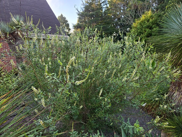 Image of Eysenhardtia texana 'Uvalde' taken at Juniper Level Botanic Gdn, NC by JLBG