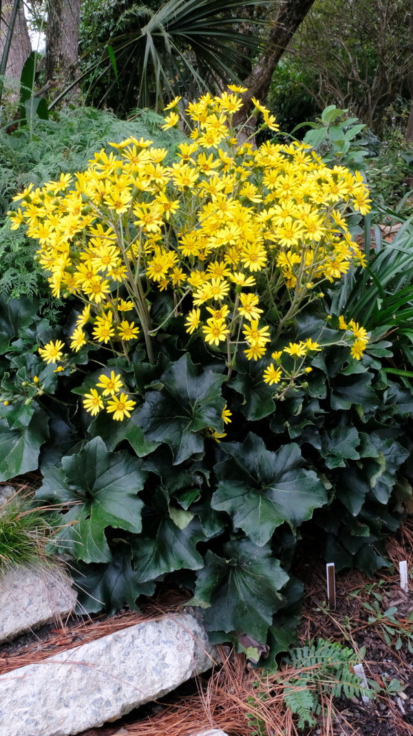 Image of Farfugium japonicum '3-D' taken at Juniper Level Botanic Gdn, NC by JLBG