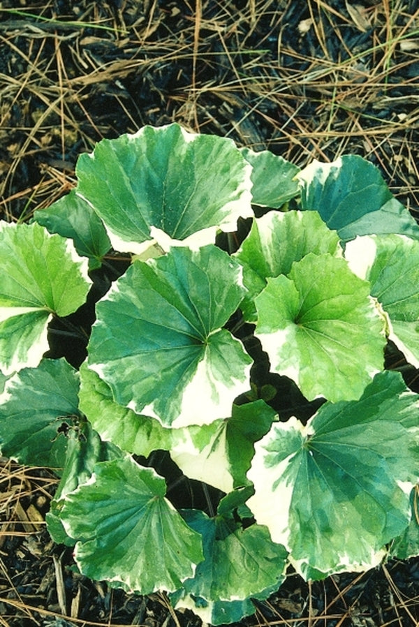 Image of Farfugium japonicum 'Argentum' taken at Juniper Level Botanic Gdn, NC by JLBG