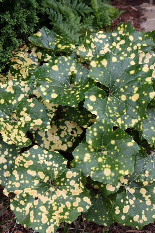 Image of Farfugium japonicum 'Aureomaculatum' taken at Allan Galloway Garden by JLBG