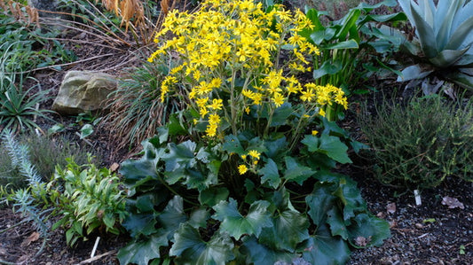 Image of Farfugium japonicum 'Crazy Curls' taken at Juniper Level Botanic Gdn, NC by JLBG