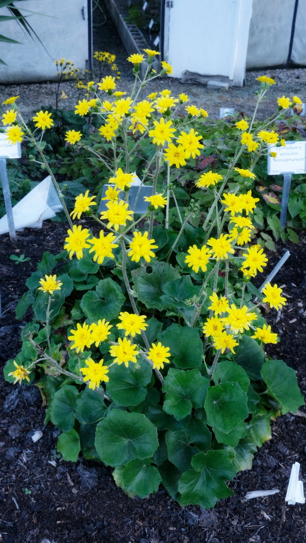 Farfugium japonicum 'Fandango'