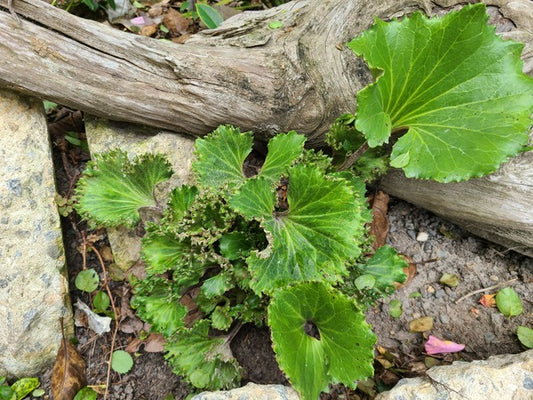 Image of Farfugium japonicum 'Genkai Jishi' taken at Juniper Level Botanic Gdn, NC by JLBG