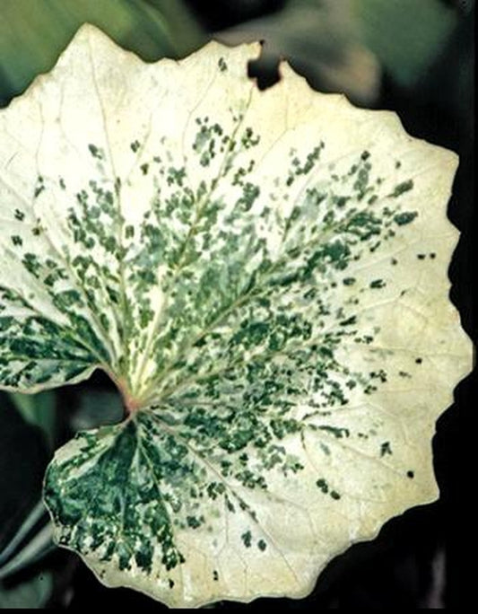 Image of Farfugium japonicum 'Kaimon Dake' taken at B. Yinger Gdn, PA by T. Avent