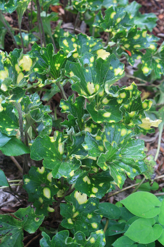 Image of Farfugium japonicum 'Kinbotan' taken at Juniper Level Botanic Gdn, NC by JLBG
