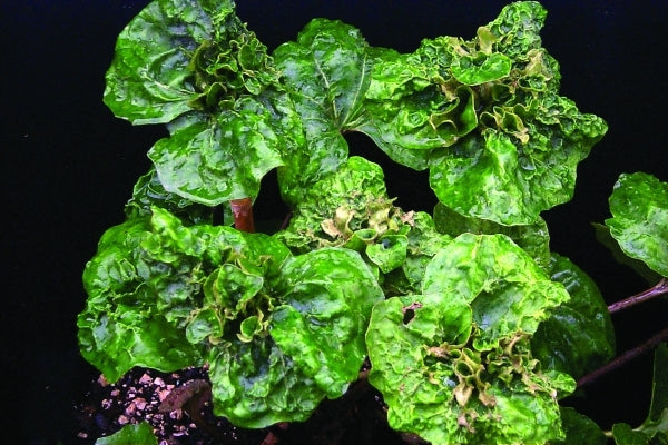 Image of Farfugium japonicum 'Lunar Landing' taken at Terra Nova Nurseries, OR by Terra Nova Nurseries